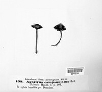 Agaricus campanulatus image